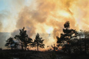 Los incendios forestales